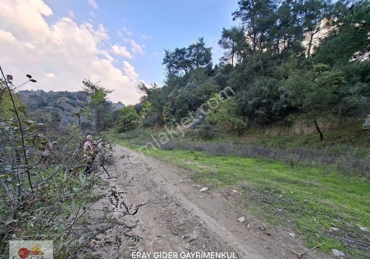 10 Dönüm Zeytinlik - Görsel 10