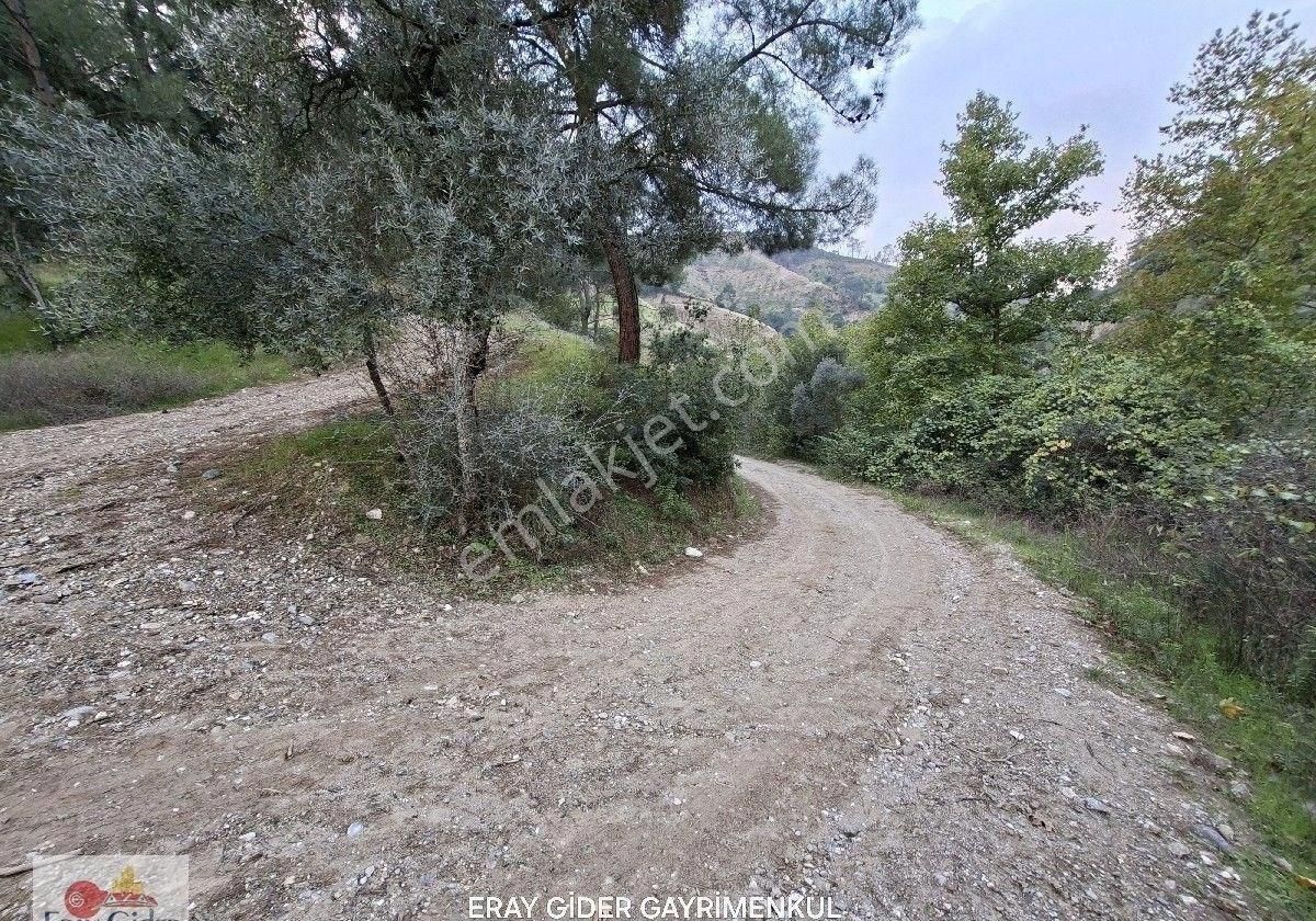 10 Dönüm Zeytinlik - Görsel 4