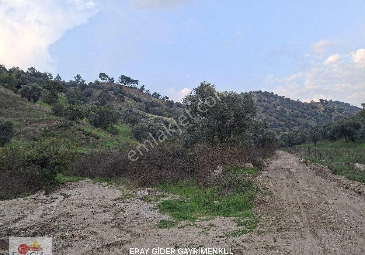 10 Dönüm Zeytinlik - Görsel 8