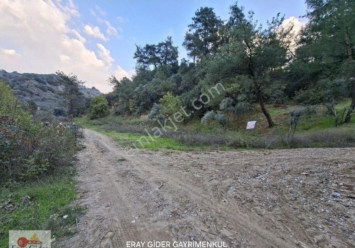 10 Dönüm Zeytinlik - Görsel 9