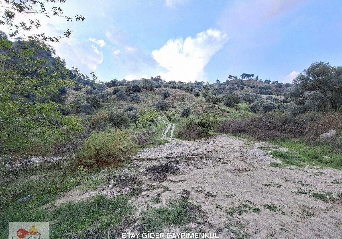 10 Dönüm Zeytinlik