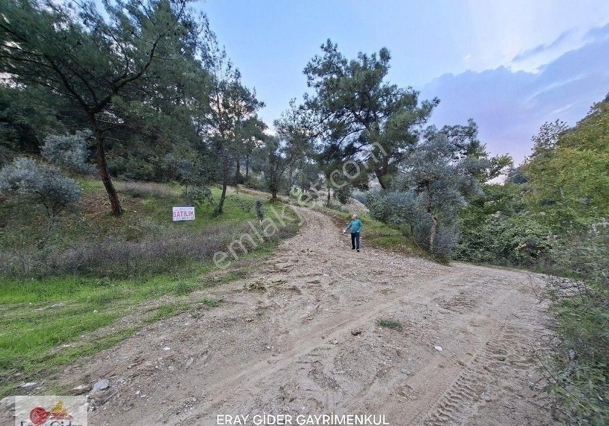 10 Dönüm Zeytinlik - Görsel 6