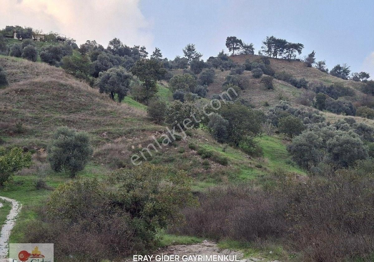 10 Dönüm Zeytinlik - Görsel 7