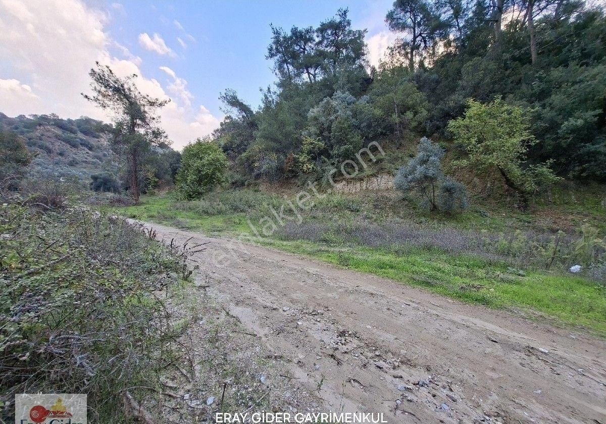 10 Dönüm Zeytinlik - Görsel 3