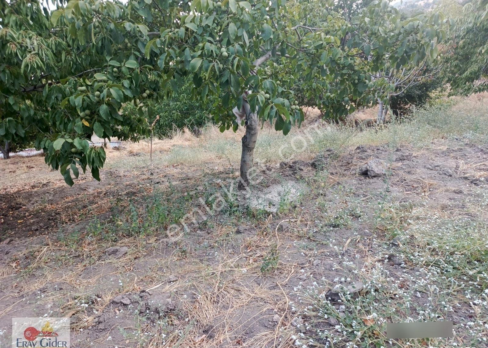 Terziler 27 Dönüm Arazi Artezyen Suyu Ve Havuzu - Görsel 35