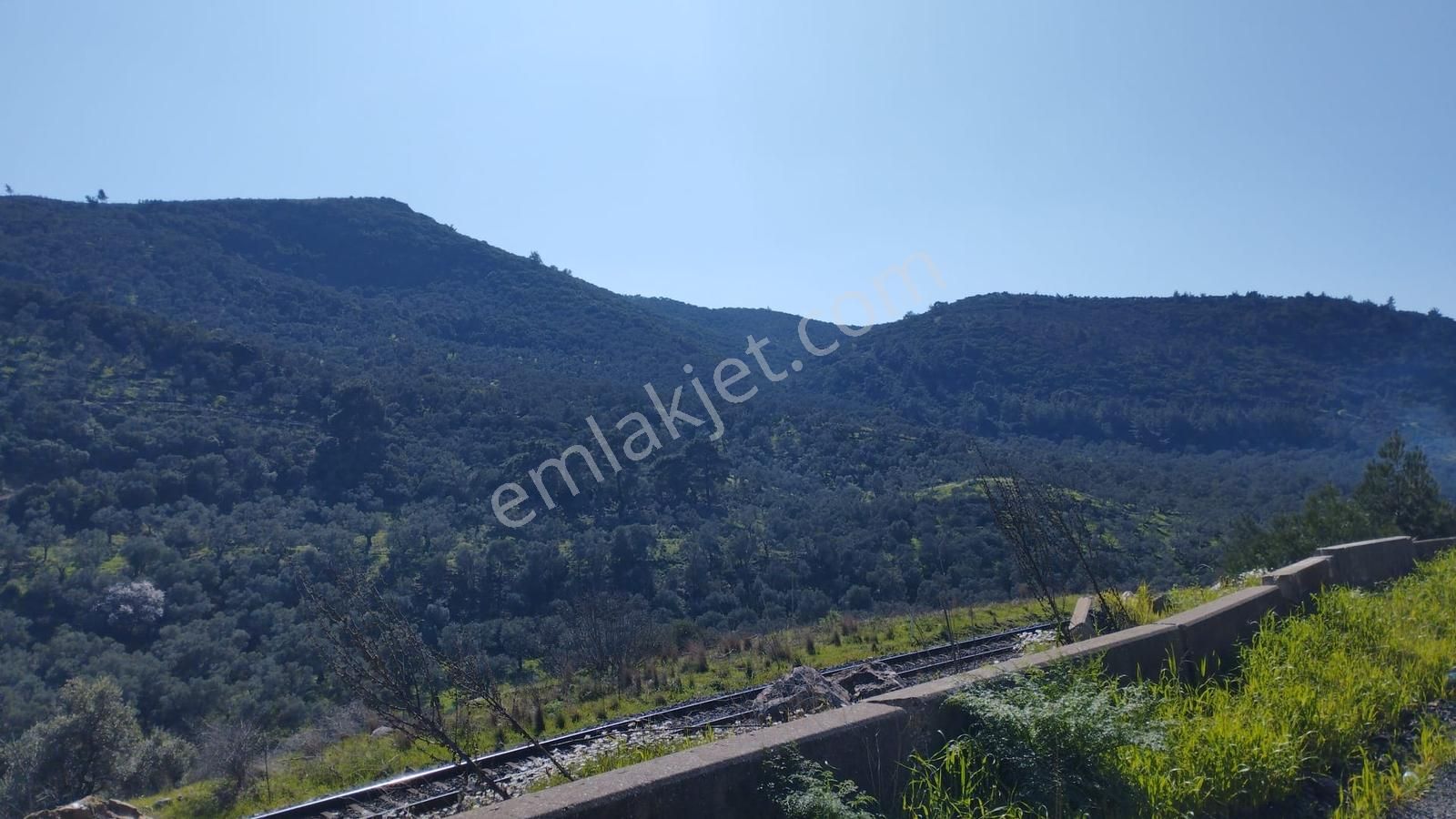 Aydın Germencik Naipli' De 14.285 M2 Satılık Zeytinlik - Görsel 4