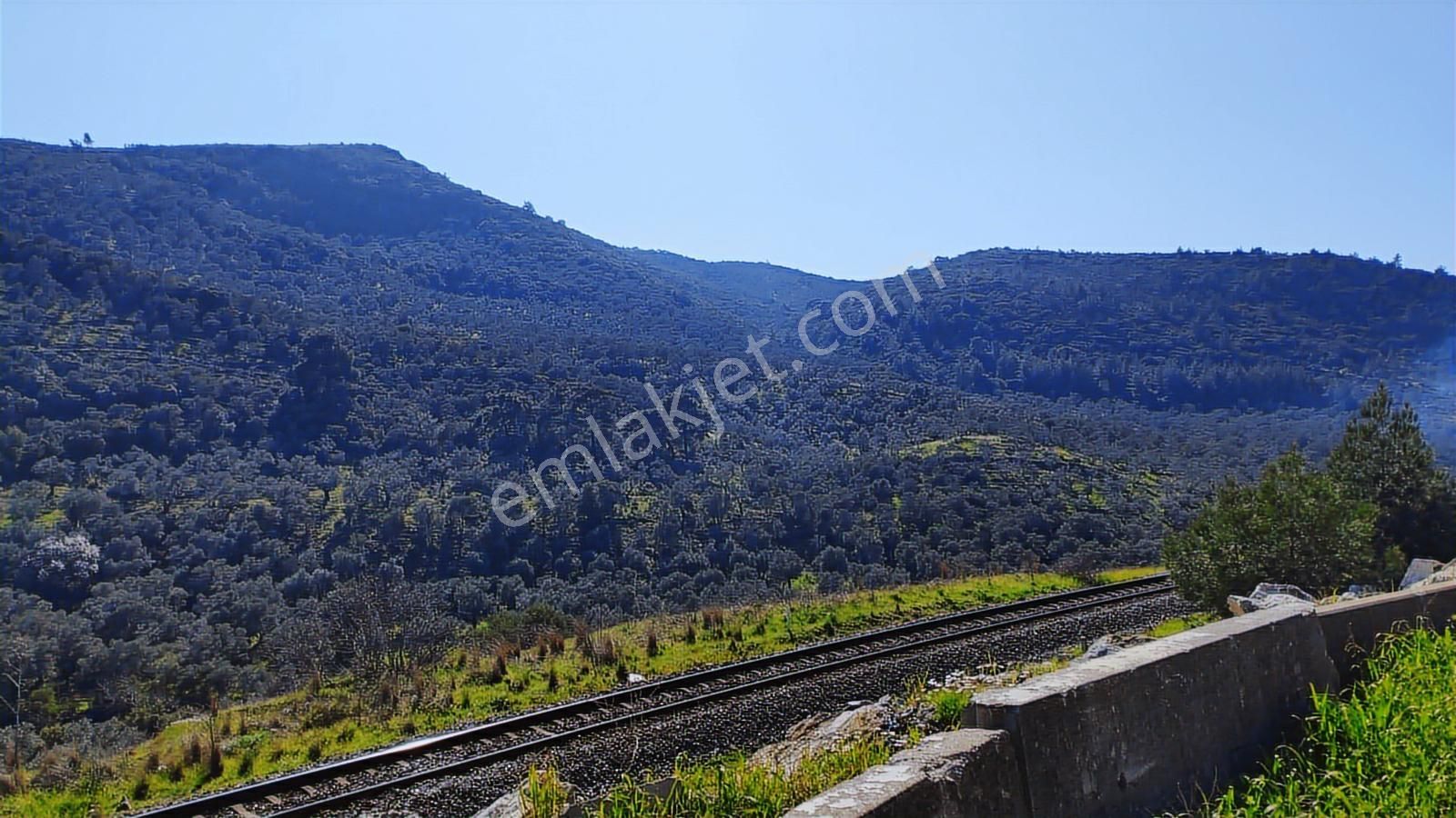 Aydın Germencik Naipli' De 14.285 M2 Satılık Zeytinlik - Görsel 2