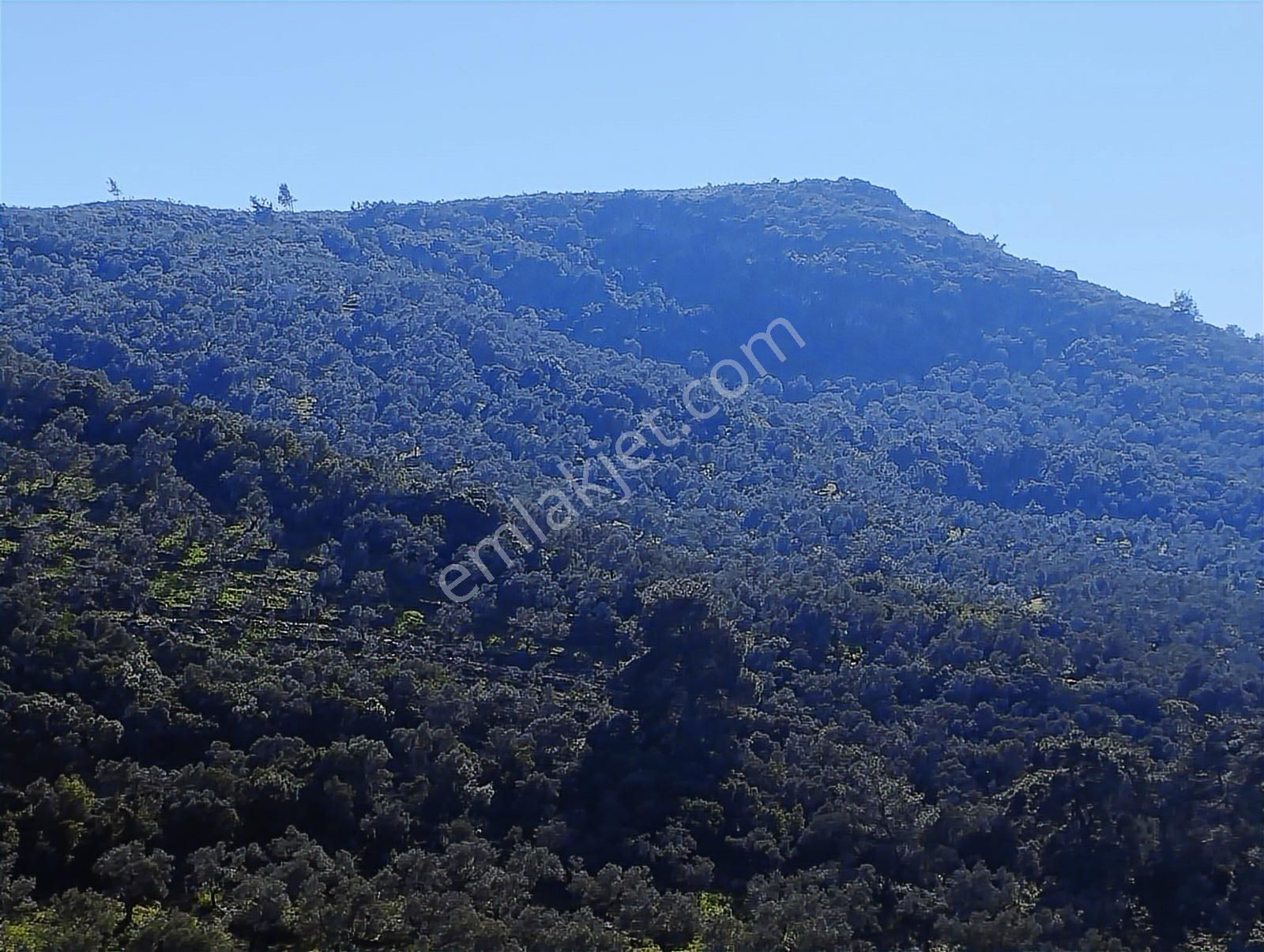 Aydın Germencik Naipli' De 14.285 M2 Satılık Zeytinlik - Görsel 7