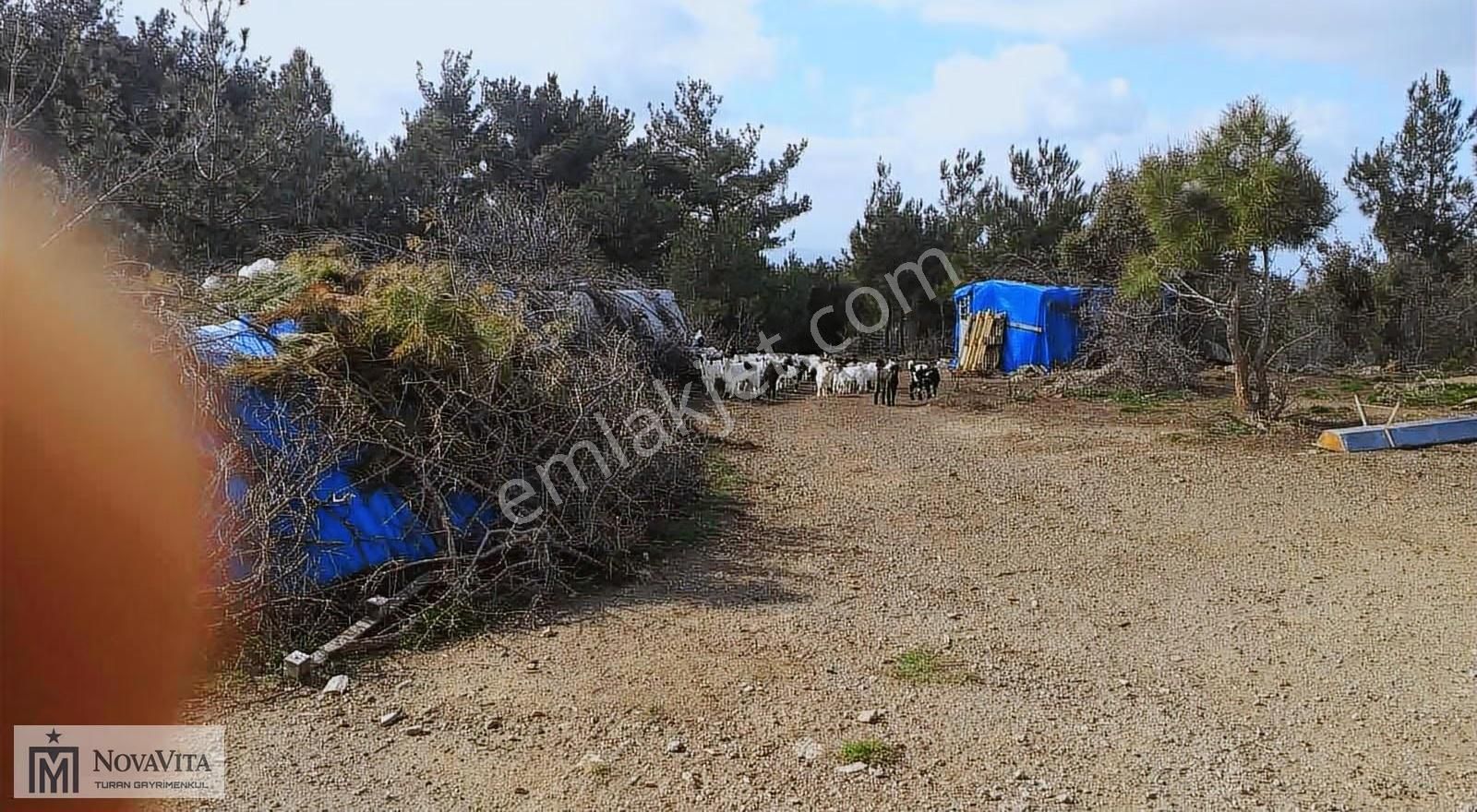 Seferihisarda 16 Dönüm Satılık Tek Tapu Fırsat Arsa - Görsel 15