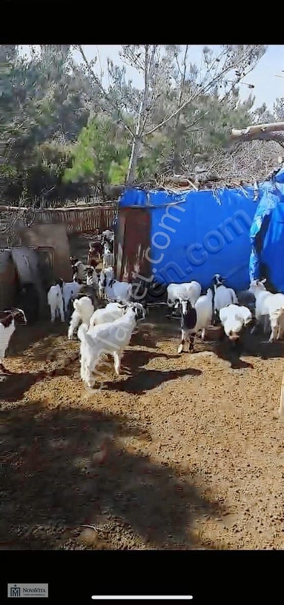 Seferihisarda 16 Dönüm Satılık Tek Tapu Fırsat Arsa - Görsel 12