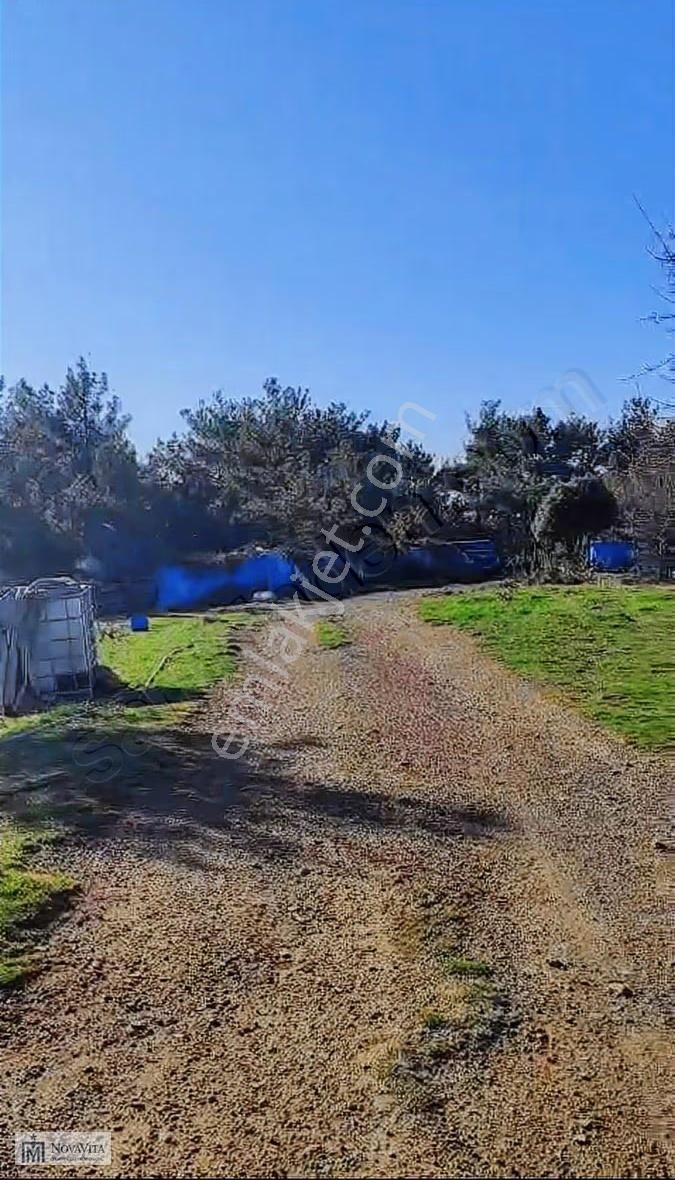 Seferihisarda 16 Dönüm Satılık Tek Tapu Fırsat Arsa - Görsel 13