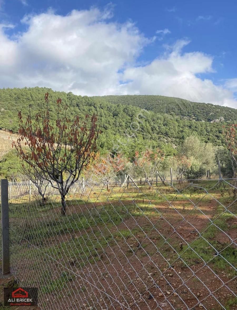 Kemalpaşa Damlacık"ta Yaz Kış İkamet Eden Komşulara Sahip Bahçe - Görsel 4