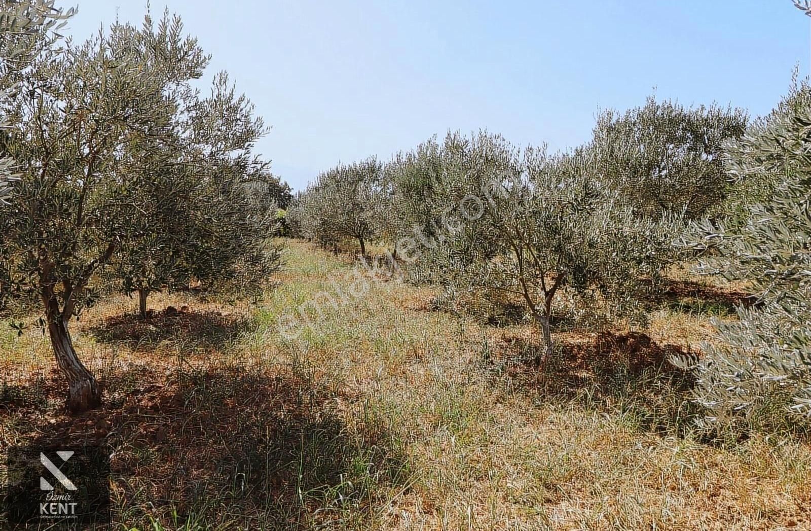 Kemalpaşa Aşağıkızlıca'da Satılık 2819 M2 Bahçeli Müstakil Ev - Görsel 6