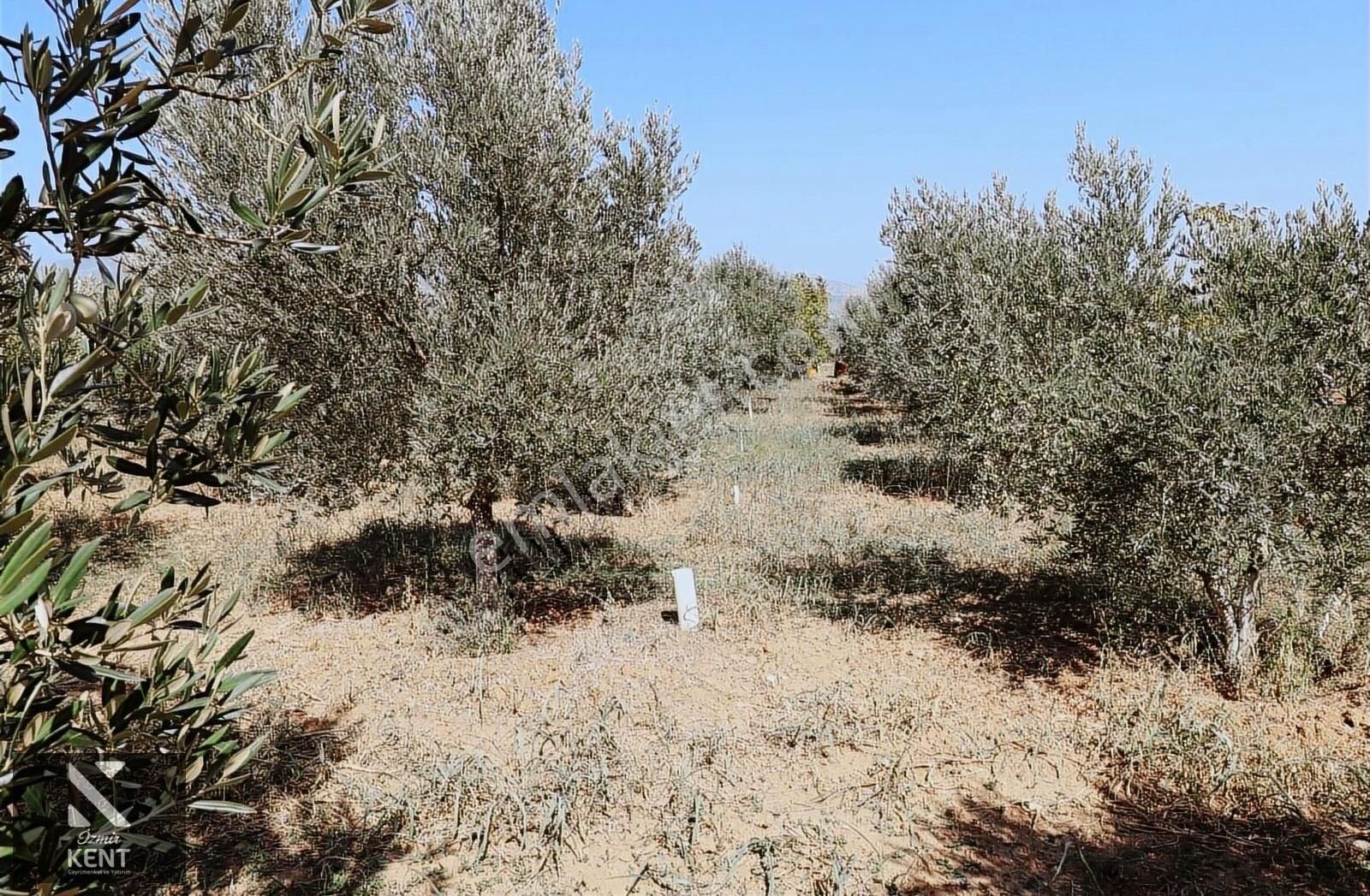 Kemalpaşa Aşağıkızlıca'da Satılık 2819 M2 Bahçeli Müstakil Ev - Görsel 10