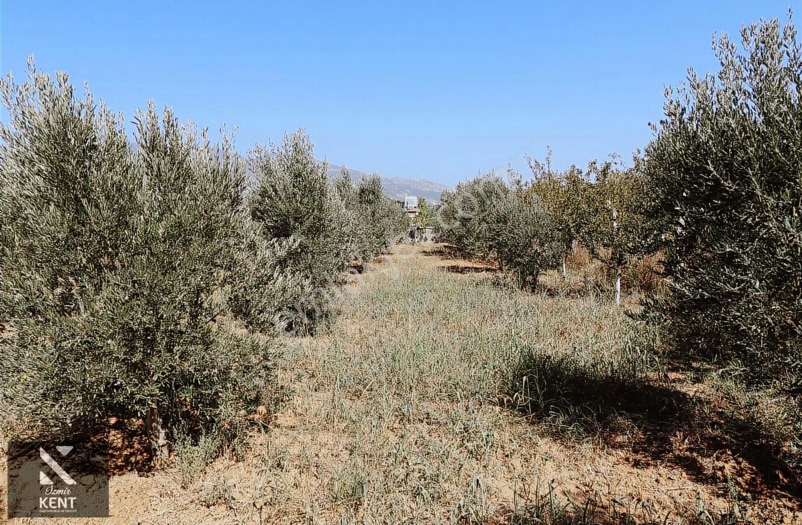 Kemalpaşa Aşağıkızlıca'da Satılık 2819 M2 Bahçeli Müstakil Ev - Görsel 8