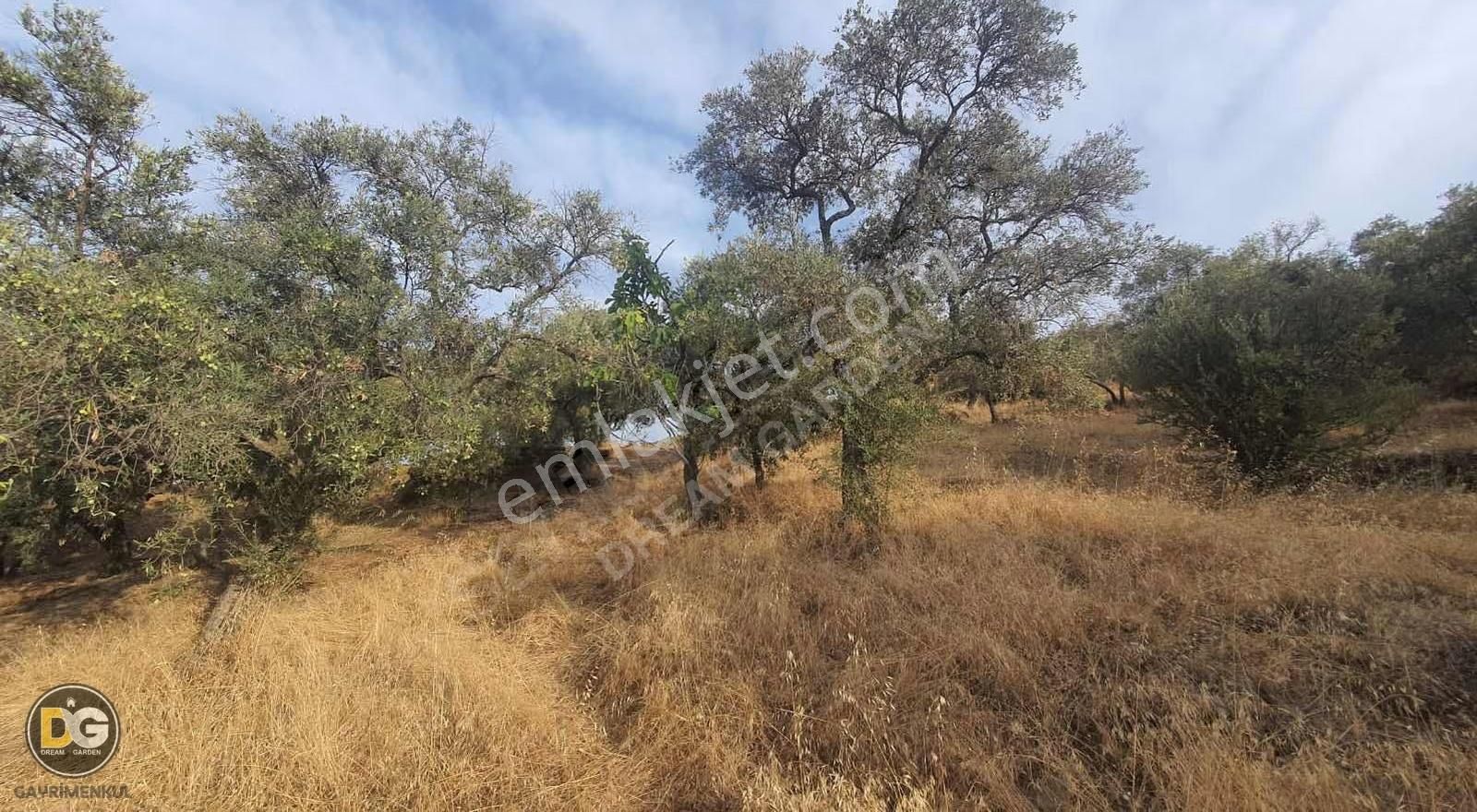 İzmir Tire Kaplan Mahallesinde Satılık Tarla - Görsel 3