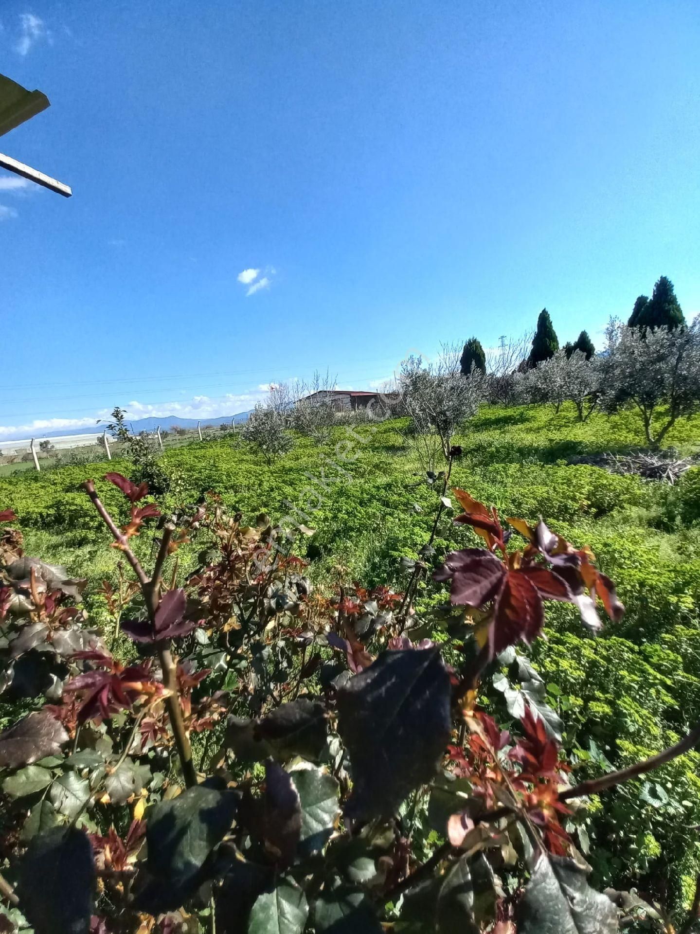 Torbalı Aslanlar Kaçırılmayacak Fırsat Hobi Bahçesi - Görsel 19