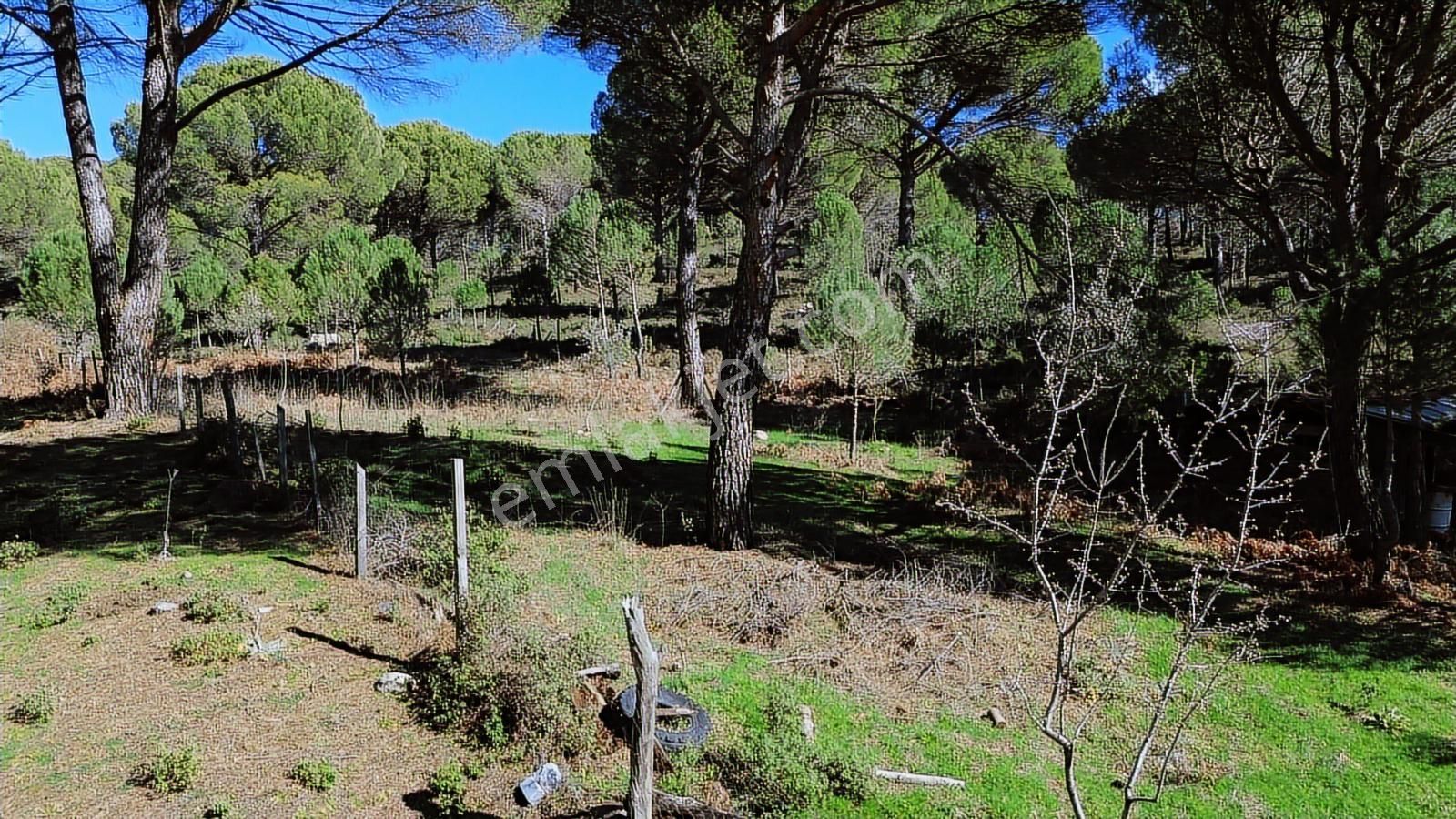 Bergama Kozak Göbeller Mahallesinde Satılık 6.600m2 Fıstıklık - Görsel 21