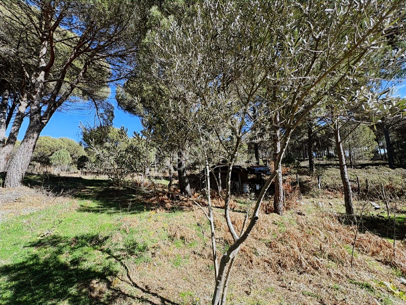 Bergama Kozak Göbeller Mahallesinde Satılık 6.600m2 Fıstıklık - Görsel 30