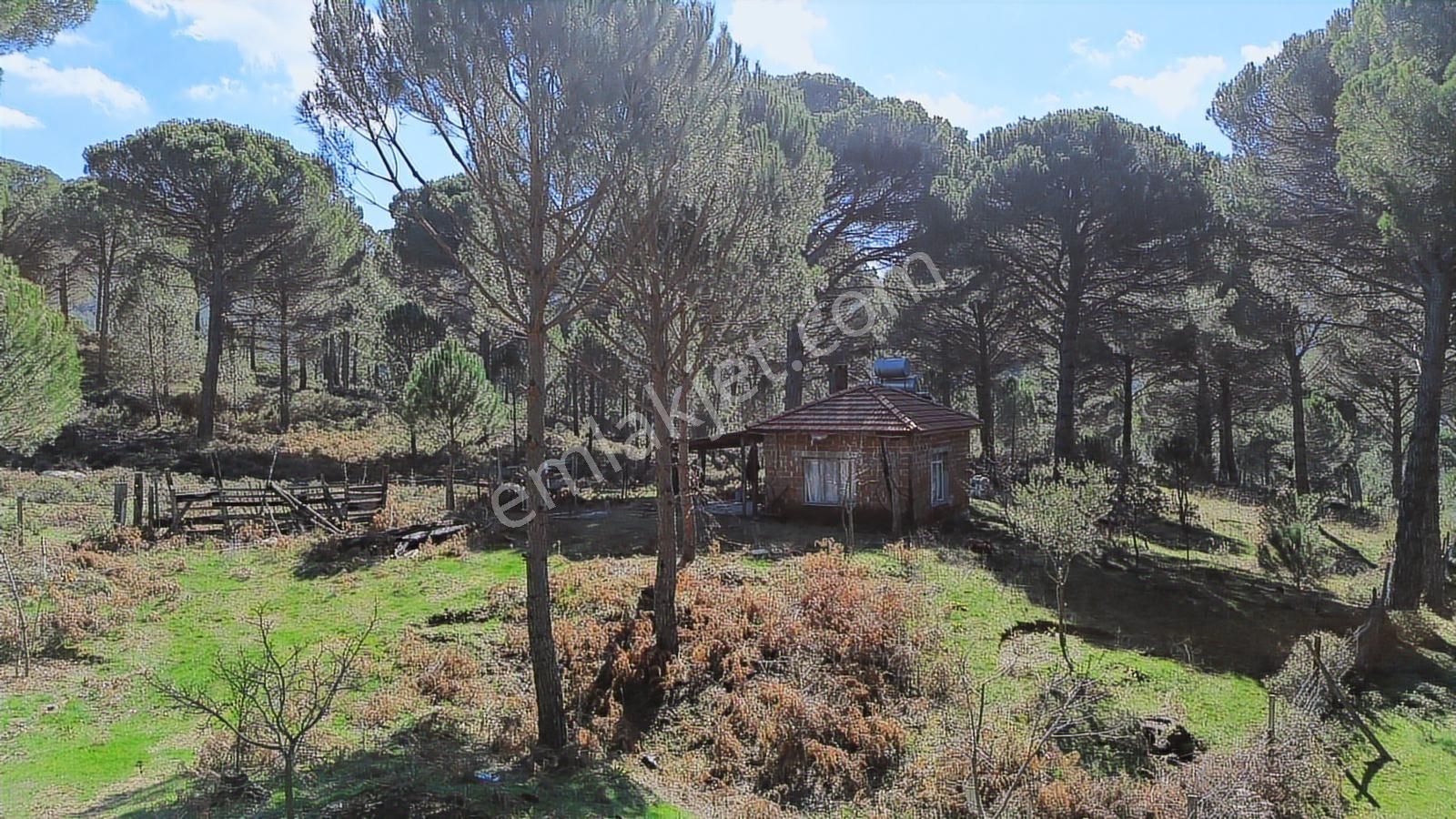 Bergama Kozak Göbeller Mahallesinde Satılık 6.600m2 Fıstıklık - Görsel 11