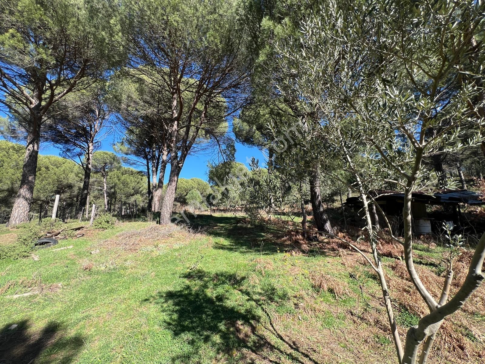 Bergama Kozak Göbeller Mahallesinde Satılık 6.600m2 Fıstıklık - Görsel 32