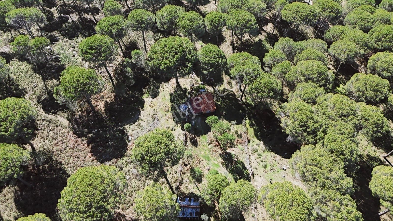 Bergama Kozak Göbeller Mahallesinde Satılık 6.600m2 Fıstıklık - Görsel 14