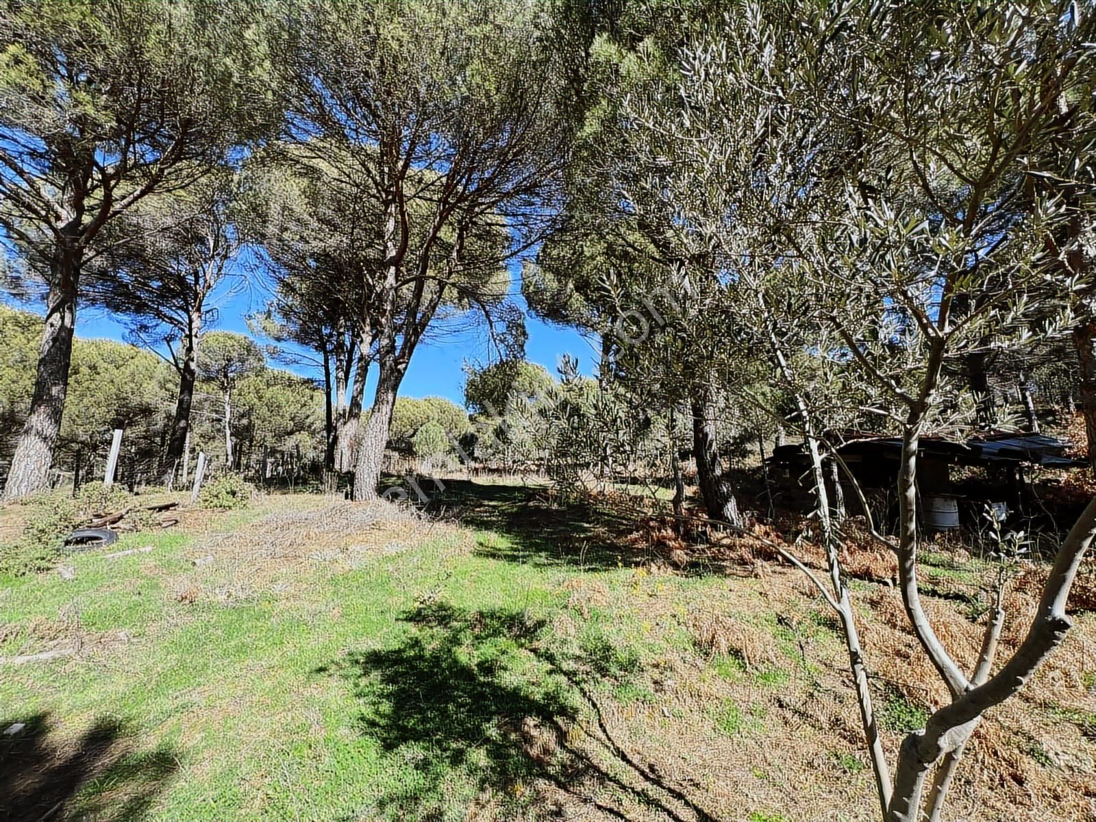 Bergama Kozak Göbeller Mahallesinde Satılık 6.600m2 Fıstıklık - Görsel 29