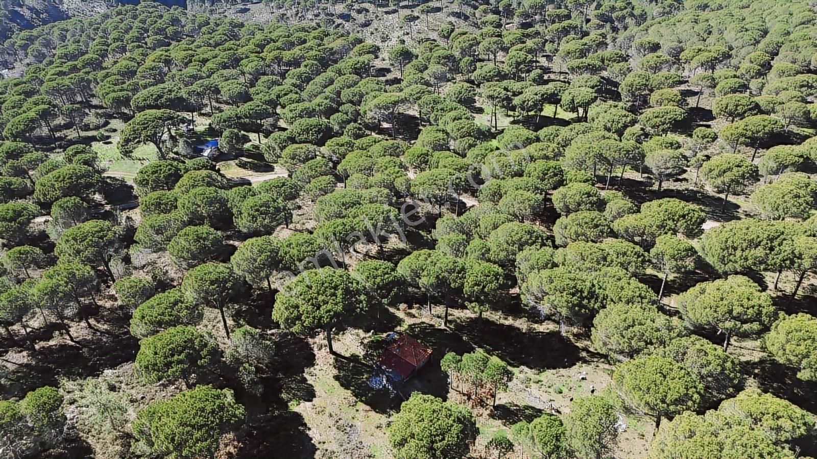 Bergama Kozak Göbeller Mahallesinde Satılık 6.600m2 Fıstıklık - Görsel 18