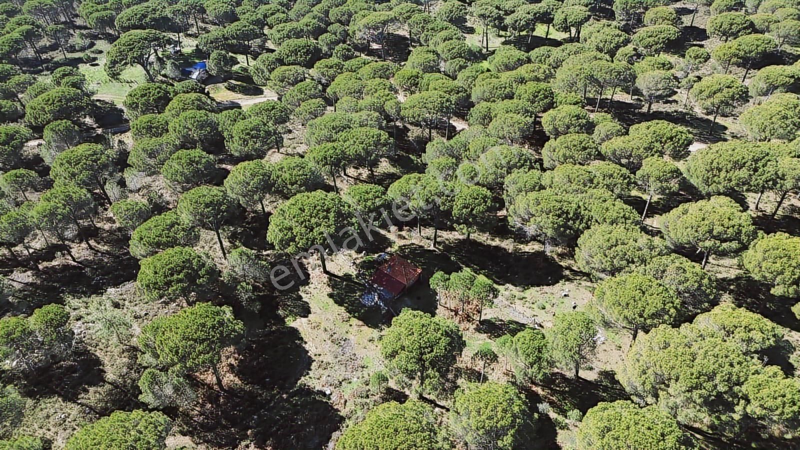 Bergama Kozak Göbeller Mahallesinde Satılık 6.600m2 Fıstıklık - Görsel 24