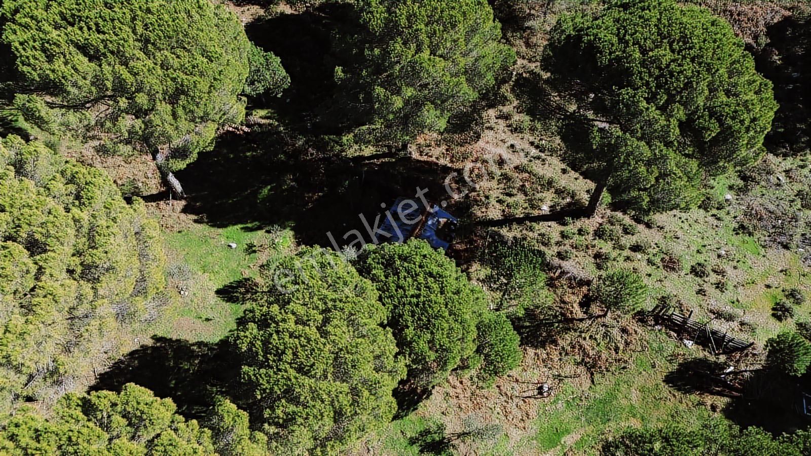 Bergama Kozak Göbeller Mahallesinde Satılık 6.600m2 Fıstıklık - Görsel 7