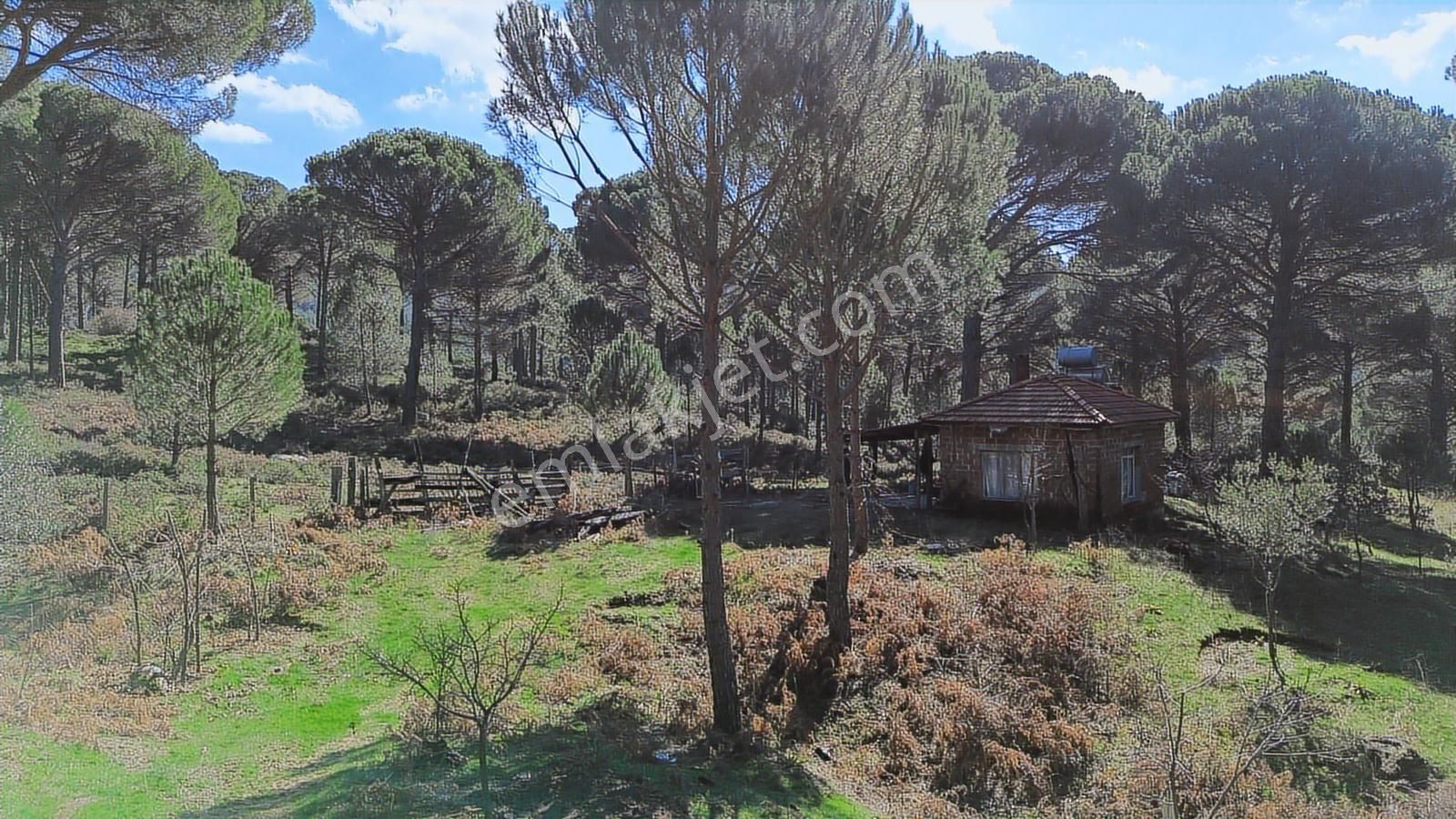 Bergama Kozak Göbeller Mahallesinde Satılık 6.600m2 Fıstıklık - Görsel 22