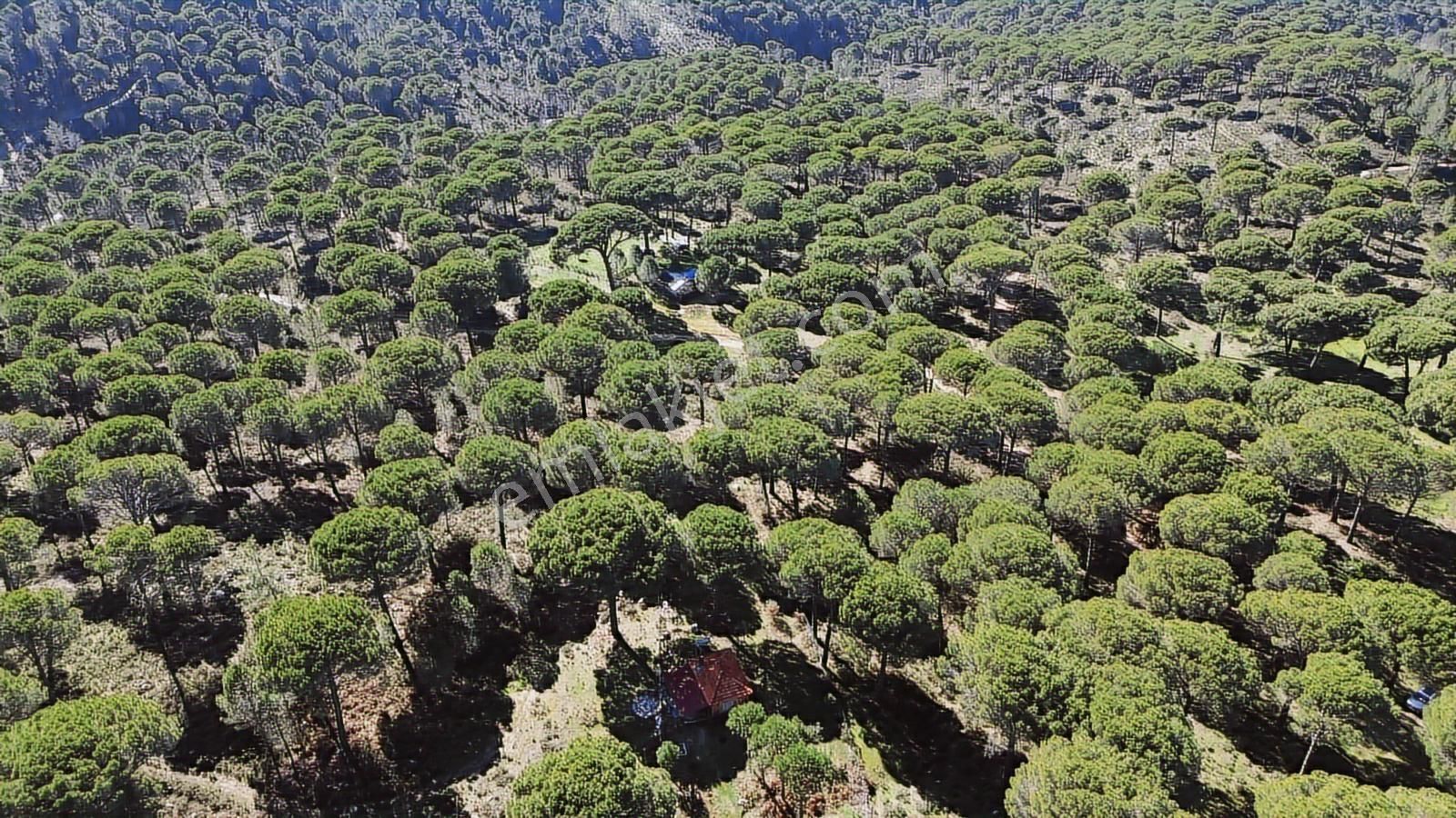 Bergama Kozak Göbeller Mahallesinde Satılık 6.600m2 Fıstıklık - Görsel 16