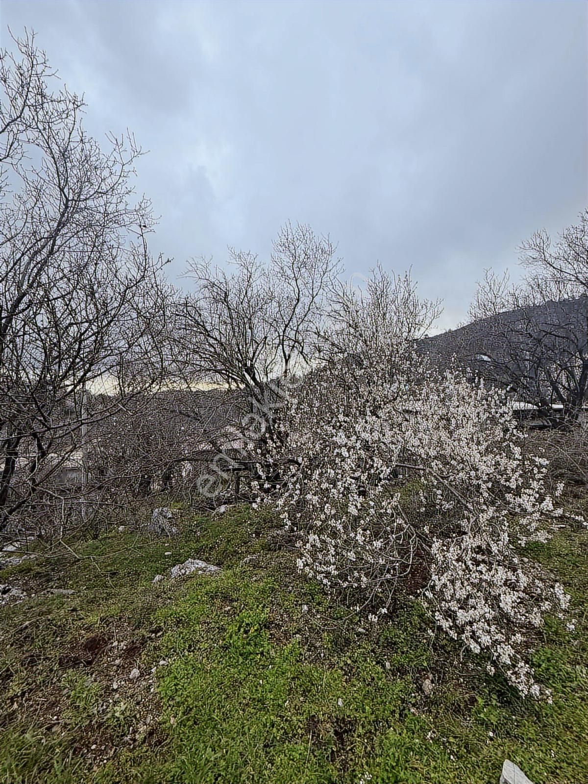 Alanya Orhanköy Mahallesinde 314m2 Yola Sıfır Satılık Tarla - Görsel 20