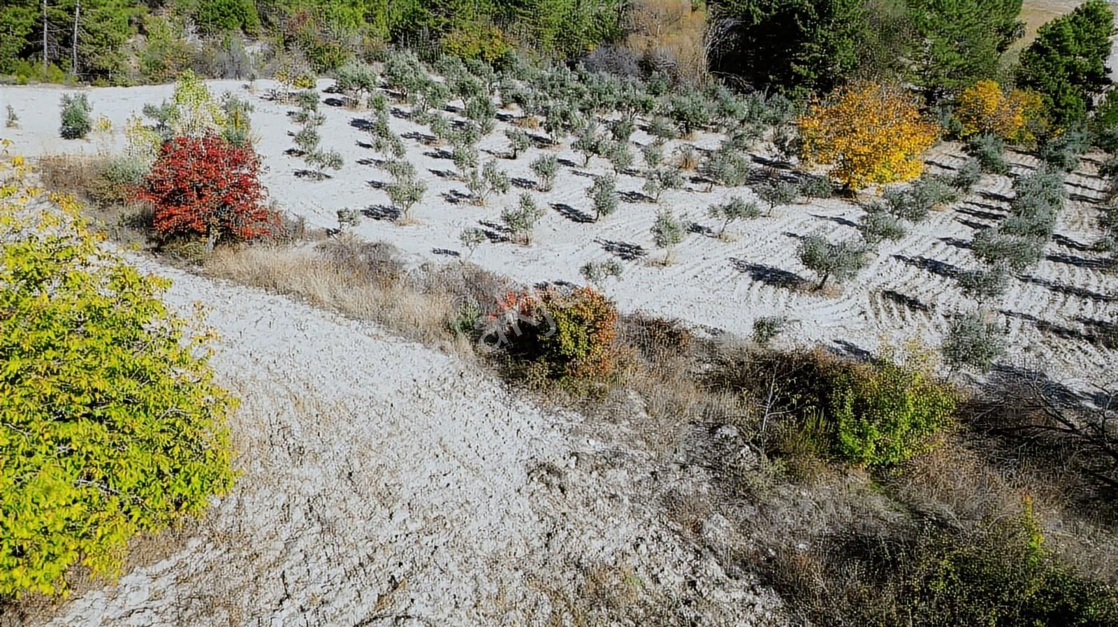 Köy Dibinde 11.690 M2 Zeytinlik Ve Ceviz Bahçesi - Görsel 17