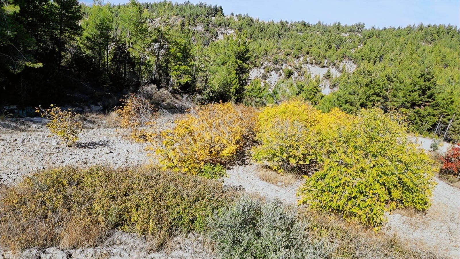 Köy Dibinde 11.690 M2 Zeytinlik Ve Ceviz Bahçesi - Görsel 28