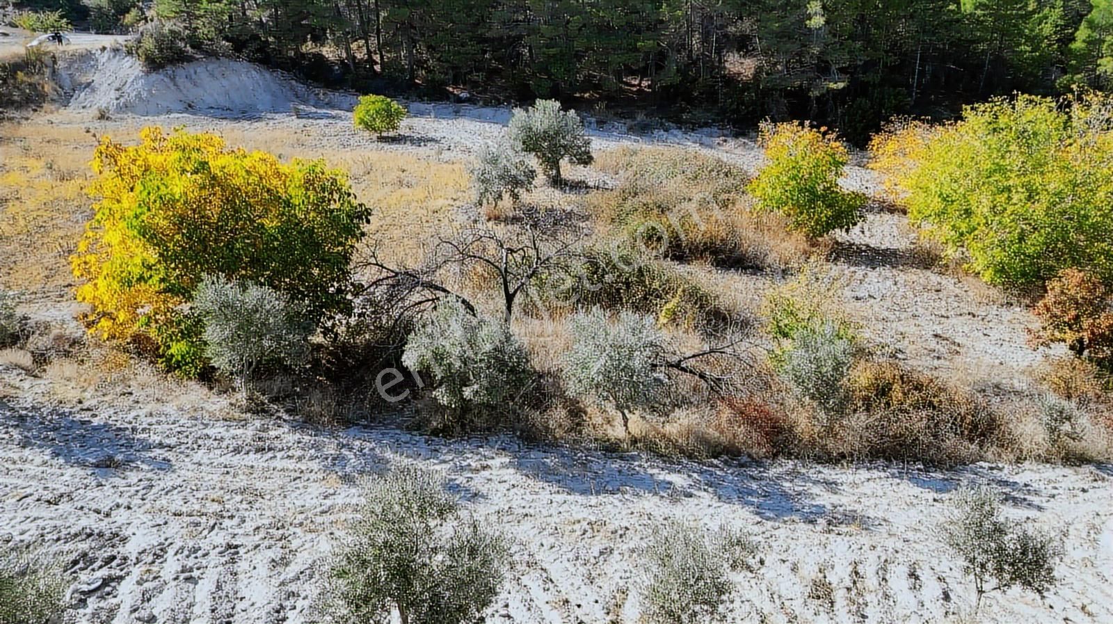Köy Dibinde 11.690 M2 Zeytinlik Ve Ceviz Bahçesi - Görsel 2