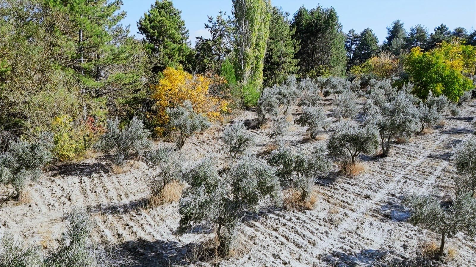 Köy Dibinde 11.690 M2 Zeytinlik Ve Ceviz Bahçesi - Görsel 25