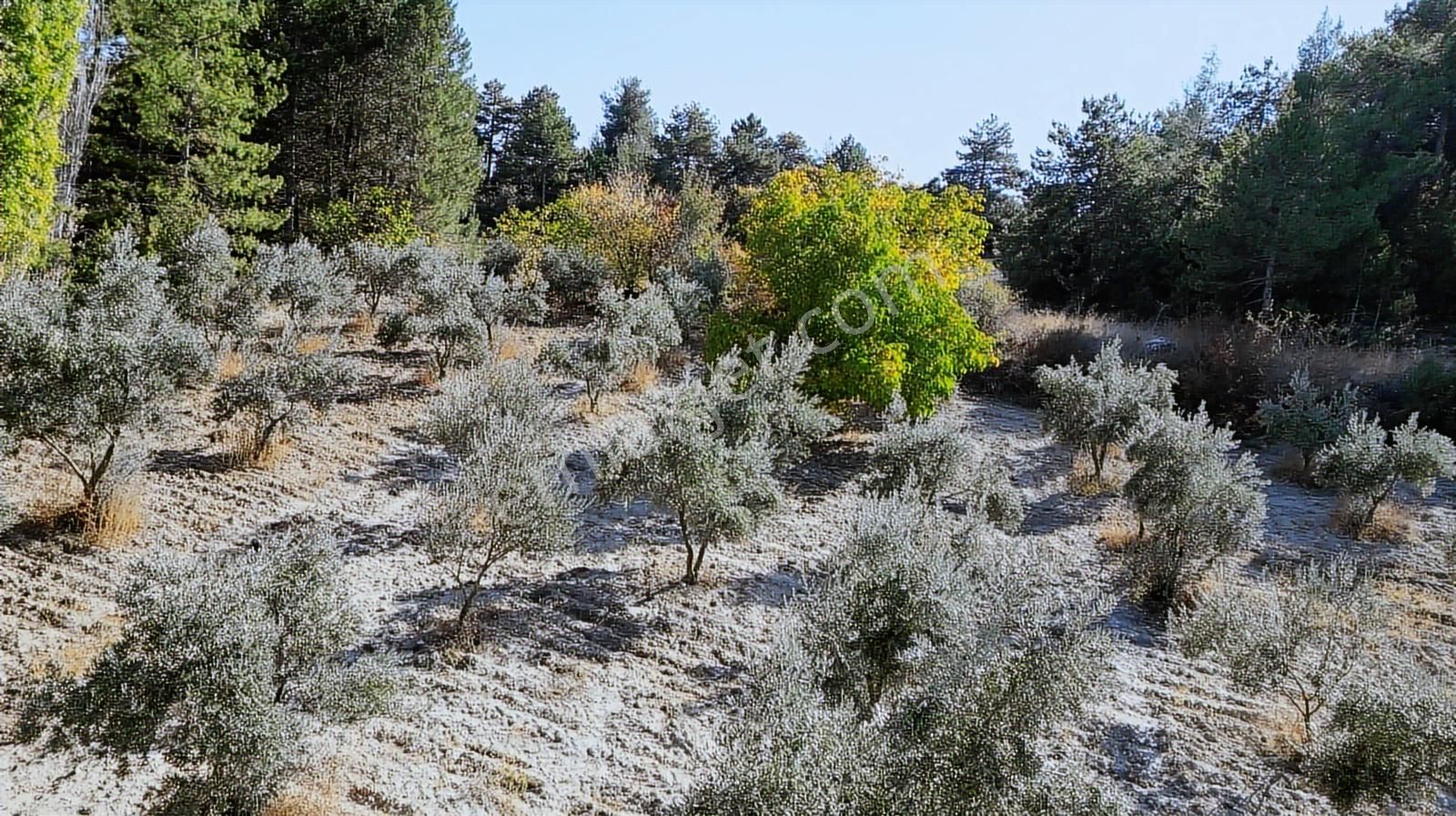 Köy Dibinde 11.690 M2 Zeytinlik Ve Ceviz Bahçesi - Görsel 5