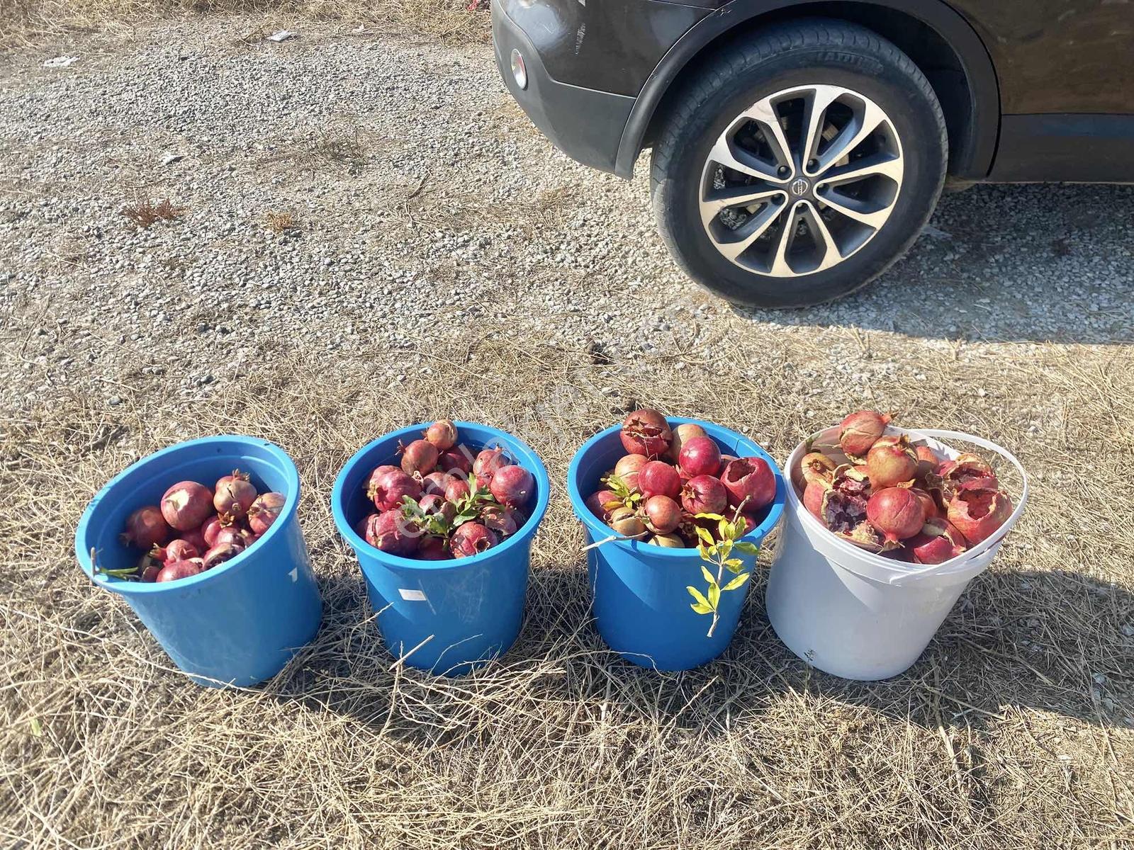Asfalt Yola Sıfır Otobüs Duraklı Köşebaşı 9 Dönüm İmarlı Tarla - Görsel 6