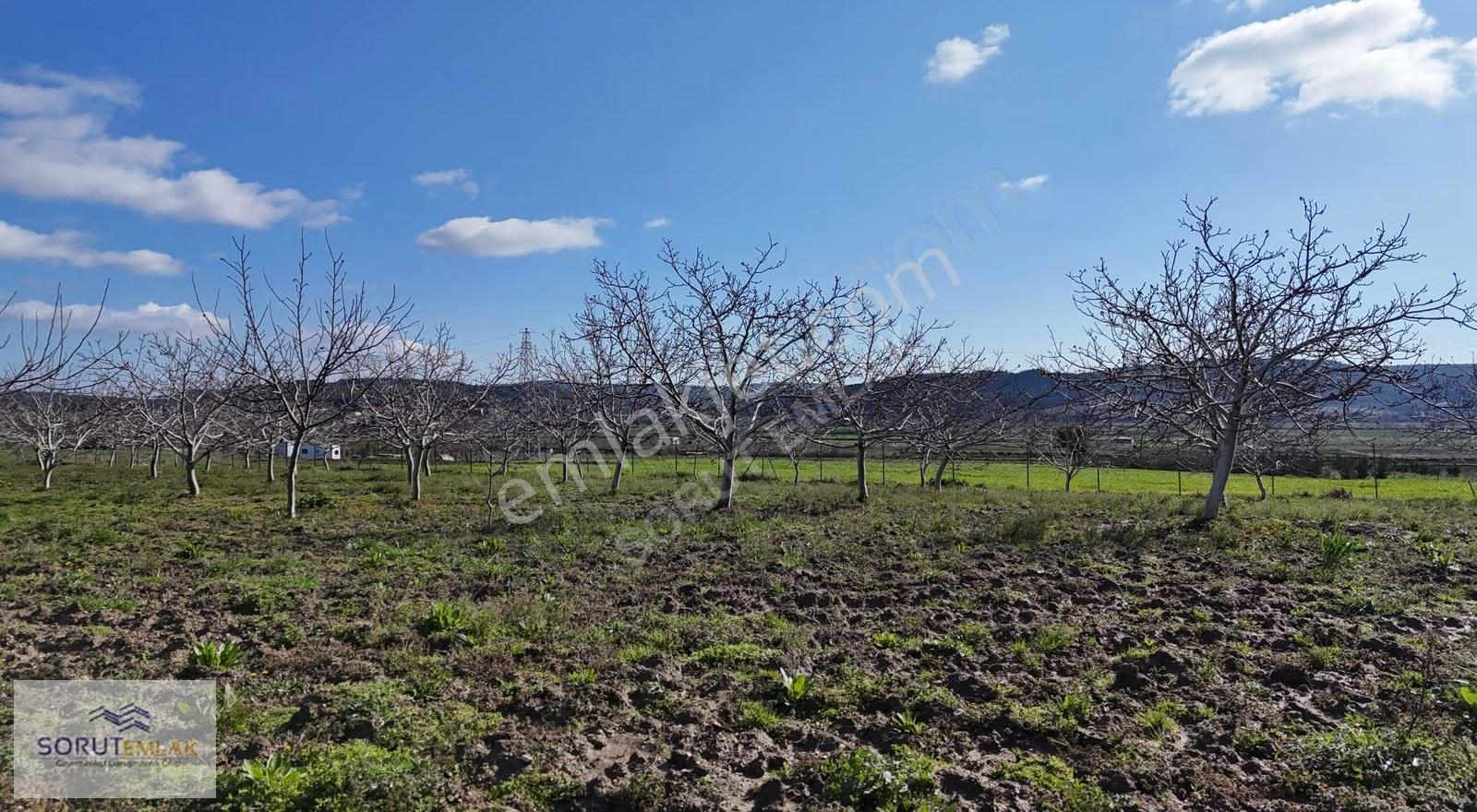 Keşan Mecidiye'de Satılık Ceviz Bahçesi - 5.537 M² - Görsel 24