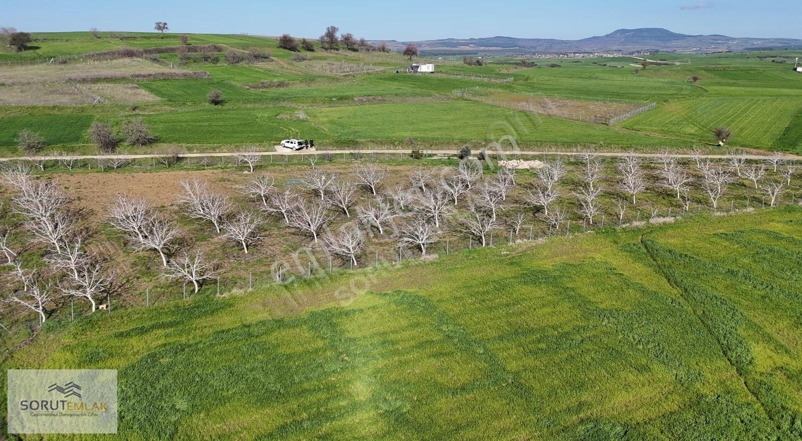 Keşan Mecidiye'de Satılık Ceviz Bahçesi - 5.537 M² - Görsel 16