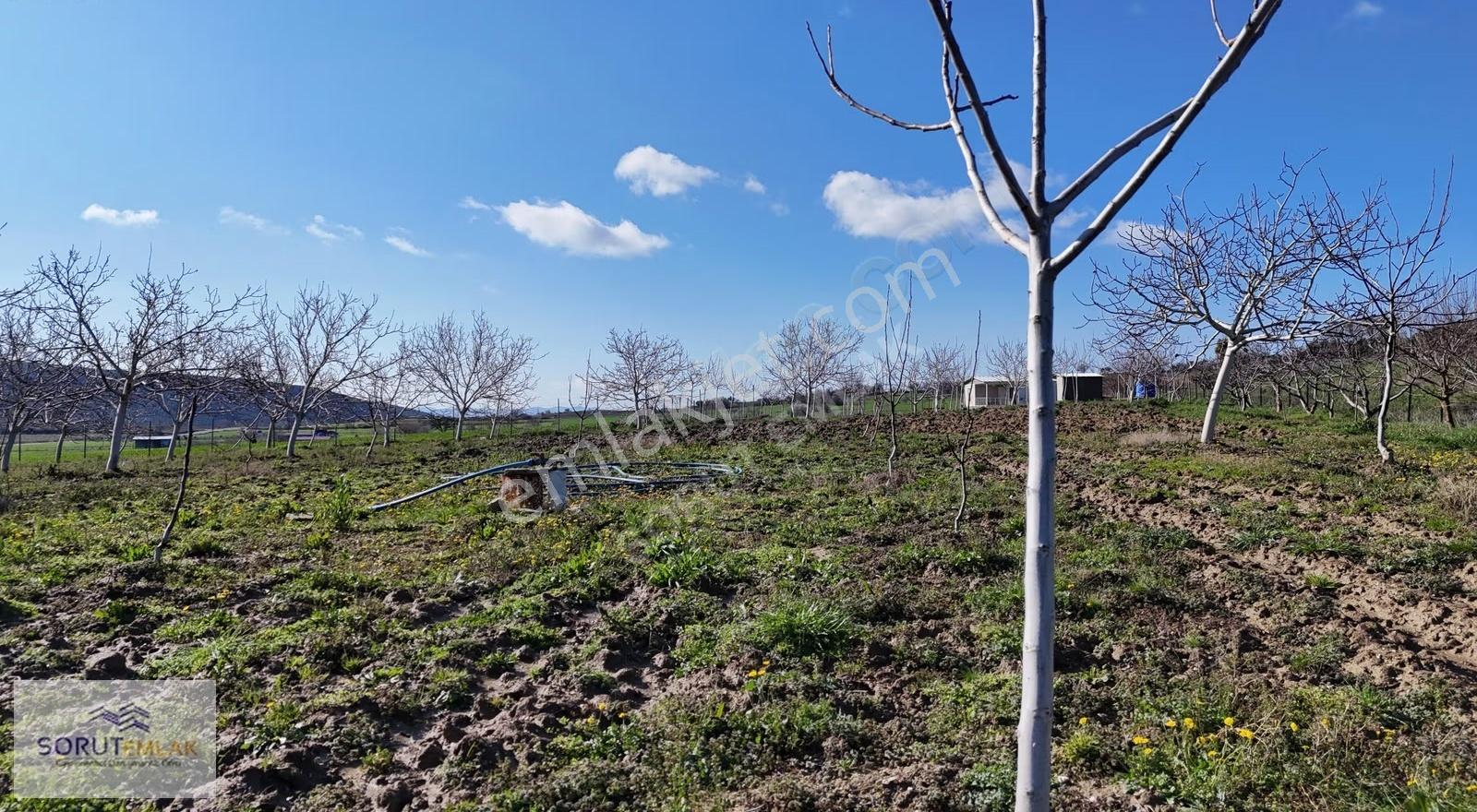 Keşan Mecidiye'de Satılık Ceviz Bahçesi - 5.537 M² - Görsel 4