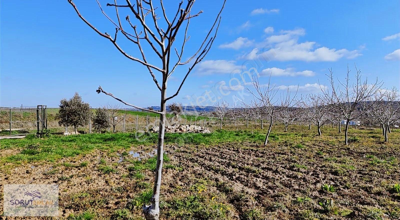 Keşan Mecidiye'de Satılık Ceviz Bahçesi - 5.537 M² - Görsel 15