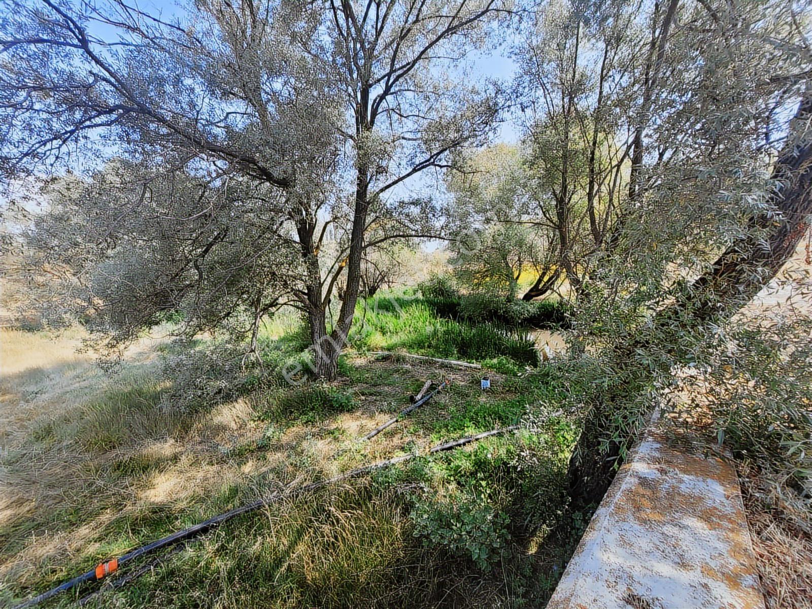 Seyitgazi Kesenler'de 1702 M2 Doğa İçinde Tarla + Yaşam Alanı - Görsel 22