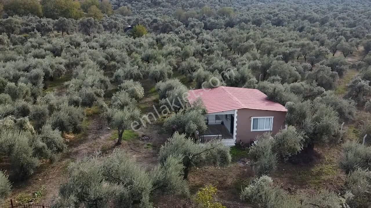 Akçaşehir Köyünde Nadir Bulunan Fırsat Zeytinlik - Görsel 22