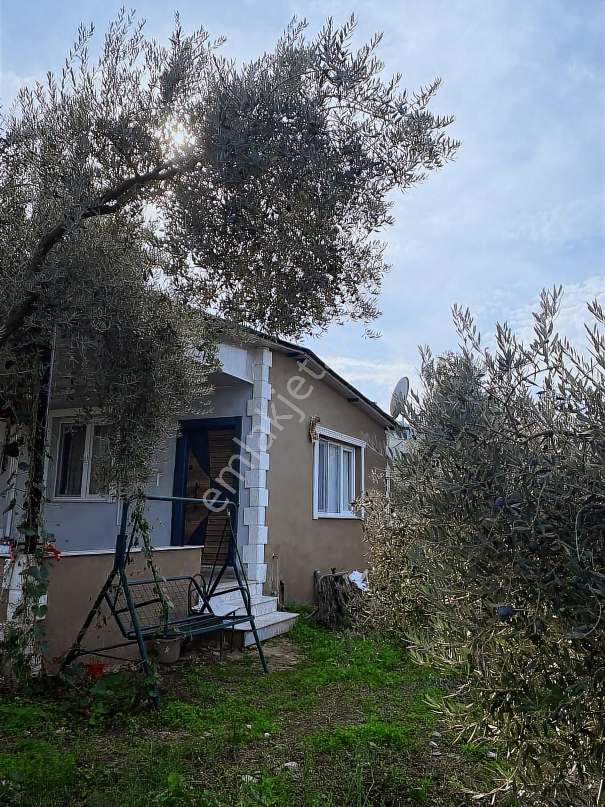Akçaşehir Köyünde Nadir Bulunan Fırsat Zeytinlik - Görsel 16