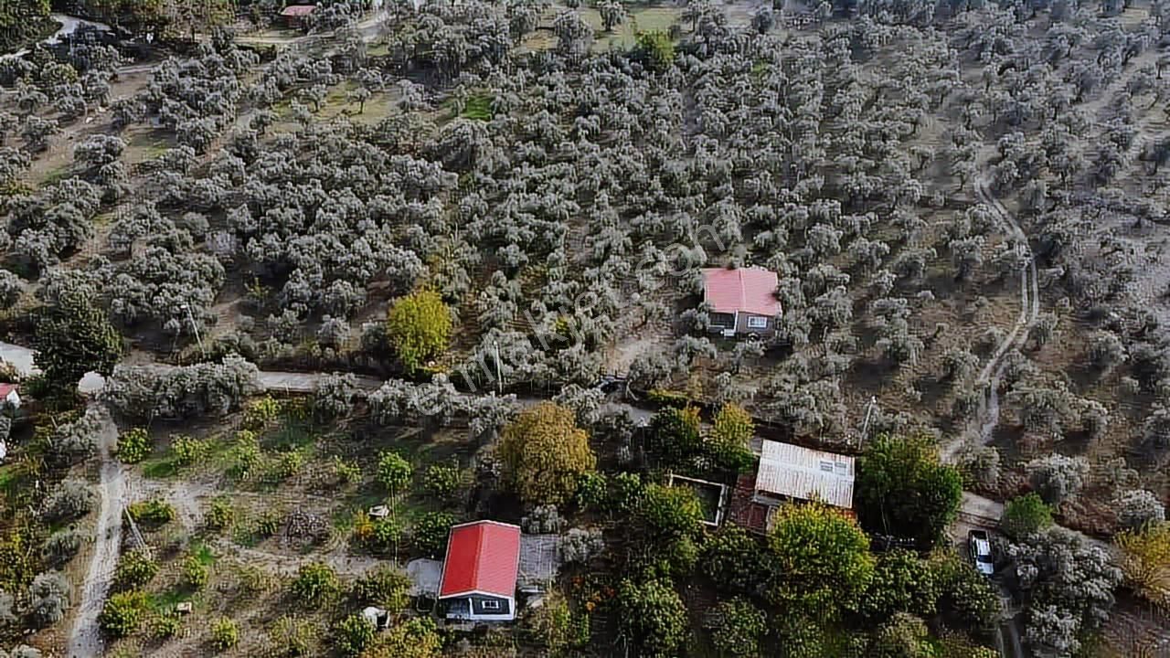 Akçaşehir Köyünde Nadir Bulunan Fırsat Zeytinlik - Görsel 5