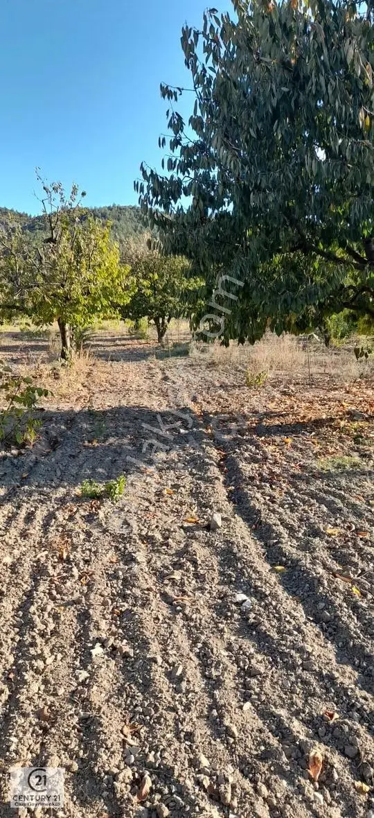 C21 Cius Gölpazarı Arıcaklar Yatırımlık Ve Verimli Kiraz Bahçesi - Görsel 3