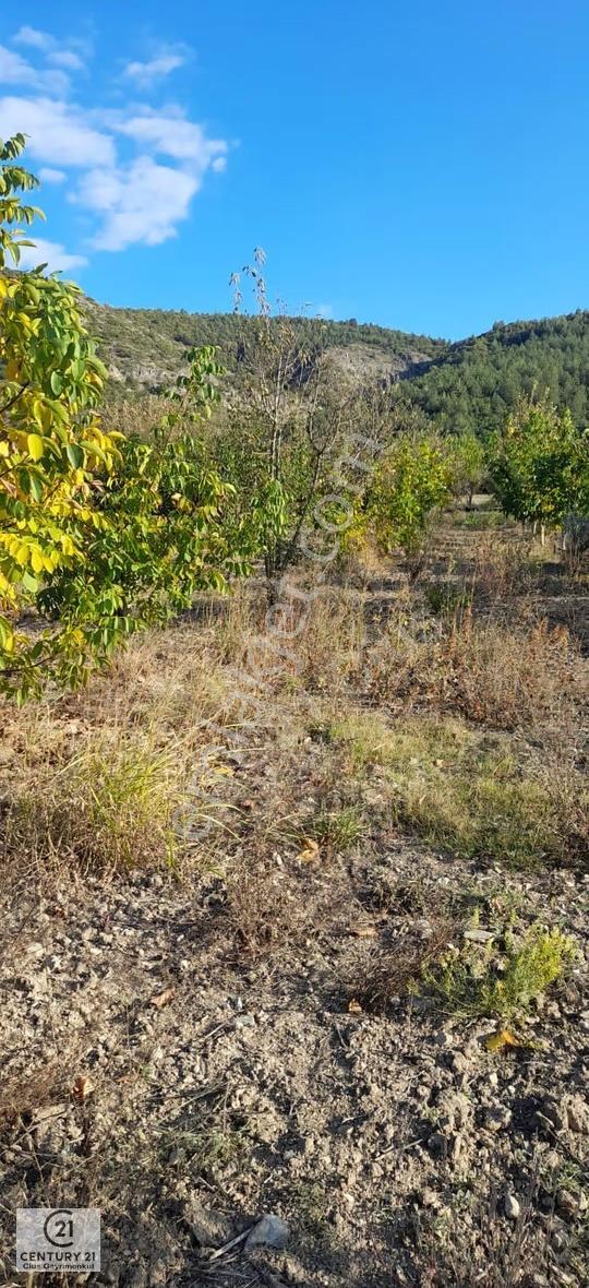 C21 Cius Gölpazarı Arıcaklar Yatırımlık Ve Verimli Kiraz Bahçesi - Görsel 2