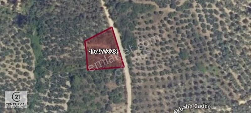 C21 Cius; Umurbey'de Yola Cephe 1248 M2 Zeytinlik